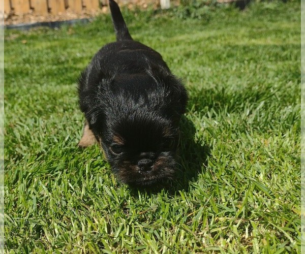 Medium Photo #4 Brussels Griffon Puppy For Sale in NEW STANTON, PA, USA