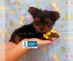 Yorkshire Terrier Puppy for sale in WINNSBORO, LA, USA