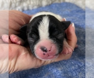 Boston Terrier Puppy for sale in CRKD RVR RNCH, OR, USA
