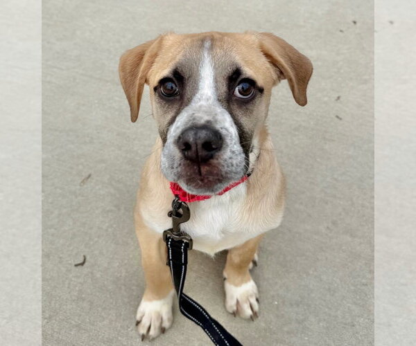 Medium Photo #1 American Boston Bull Terrier Puppy For Sale in Gilberts, IL, USA