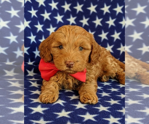 Medium Photo #6 Goldendoodle Puppy For Sale in KIRKWOOD, PA, USA