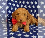 Small Photo #6 Goldendoodle Puppy For Sale in KIRKWOOD, PA, USA