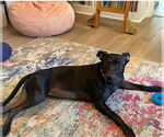 Small #2 American Pit Bull Terrier Mix