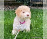 Small Photo #7 Lagotto Romagnolo Puppy For Sale in VANCOUVER, WA, USA