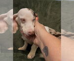 Small #2 Dachshund