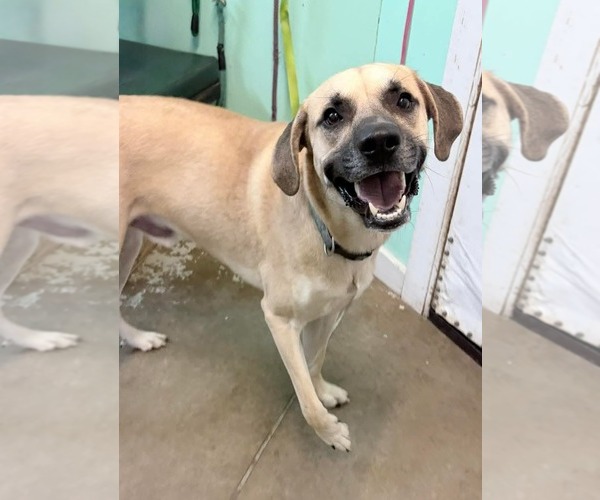 Medium Photo #3 Black Mouth Cur-Unknown Mix Puppy For Sale in Oakhurst, NJ, USA