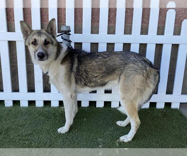 Medium Photo #1 German Shepherd Dog-Unknown Mix Puppy For Sale in Modesto, CA, USA