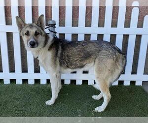 German Shepherd Dog-Unknown Mix Dogs for adoption in Modesto, CA, USA