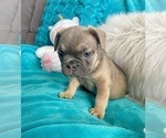 Small #1 French Bulldog