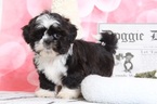 Small Shih Tzu