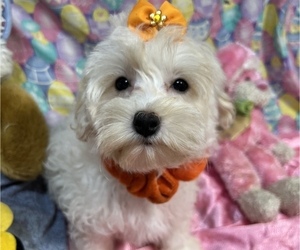 View Ad: Maltipoo Puppy for Sale near Maine, BRUNSWICK, USA. ADN-63220