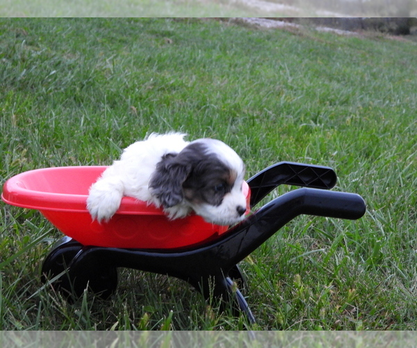 Medium Photo #11 Cavapoo Puppy For Sale in CARLISLE, KY, USA