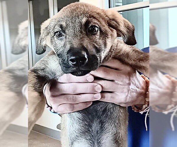 Medium Photo #1 German Shepherd Dog-Unknown Mix Puppy For Sale in Houston, TX, USA