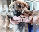 Small German Shepherd Dog Mix