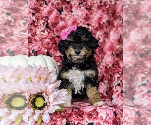 Poodle (Miniature)-Sheltidoodle Mix Puppy for sale in KIRKWOOD, PA, USA