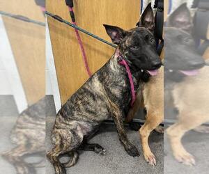- Mix Dogs for adoption in Forestville, MD, USA