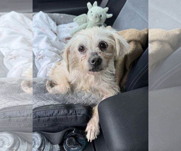 Medium Photo #3 Mutt Puppy For Sale in Newport Beach, CA, USA