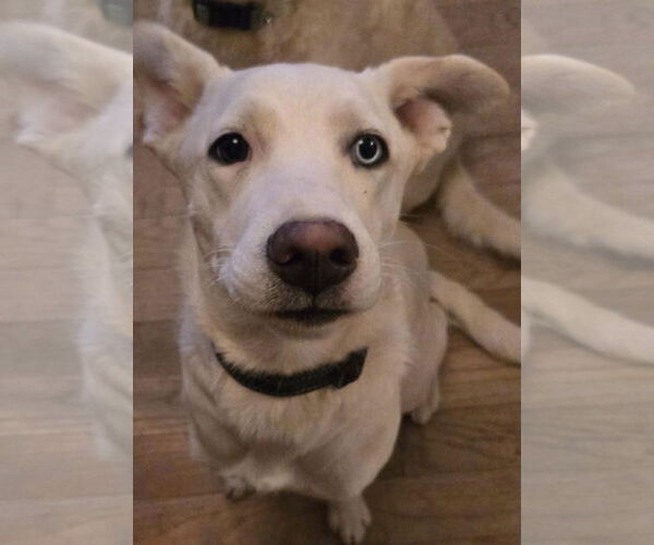 Medium Photo #1 Pyrenees Husky Puppy For Sale in MIDWAY, UT, USA