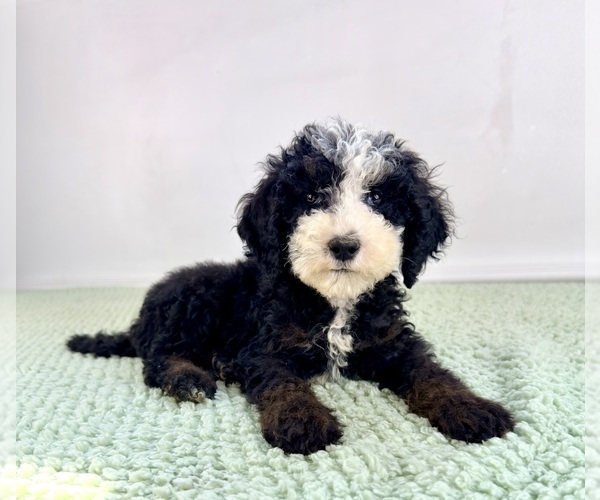 Medium Photo #5 Bernedoodle (Miniature) Puppy For Sale in GREENFIELD, IN, USA