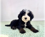Small #4 Bernedoodle (Miniature)
