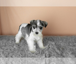 Puppy Stella Schnauzer (Miniature)
