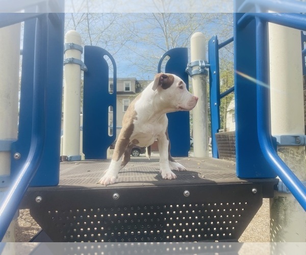 Medium Photo #2 American Pit Bull Terrier Puppy For Sale in TRENTON, NJ, USA