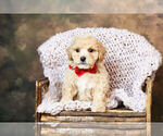 Puppy 7 Bichpoo