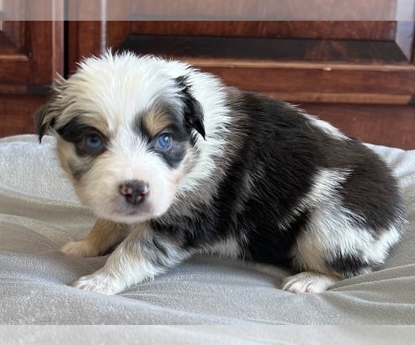Medium Photo #12 Miniature Australian Shepherd Puppy For Sale in ARDMORE, OK, USA