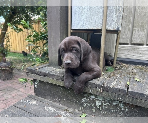 Medium Photo #5 German Shorthaired Lab Puppy For Sale in TACOMA, WA, USA