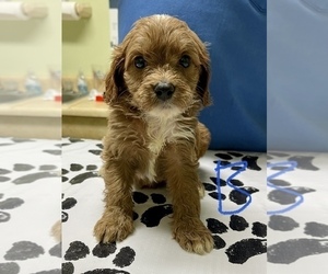Cavapoo Puppy for Sale in ROANOKE, Illinois USA