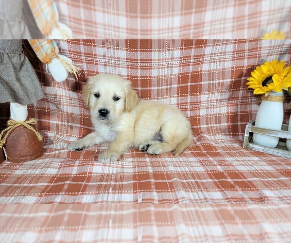 Medium Photo #2 Golden Retriever Puppy For Sale in FALCON, CO, USA