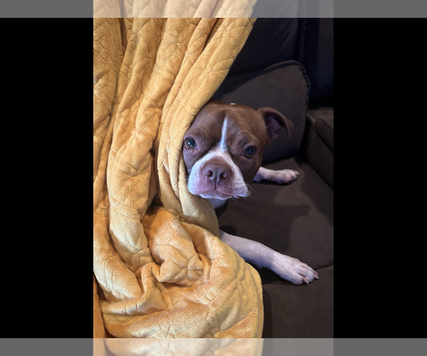 Medium Photo #1 Boston Terrier Puppy For Sale in Valrico, FL, USA