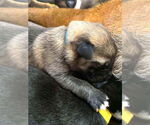 Small #1 Mutt