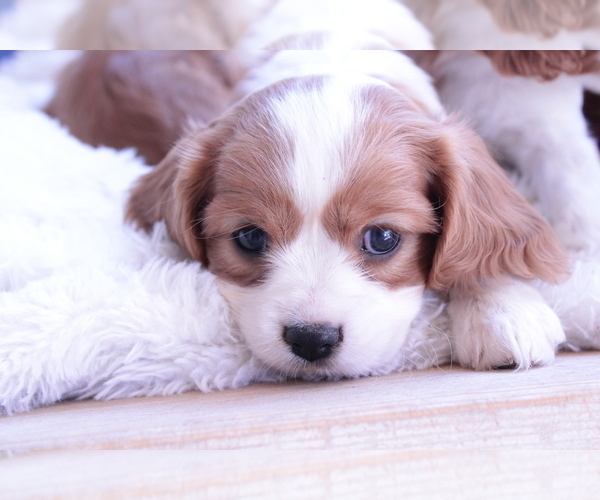 Medium Photo #18 Cavalier King Charles Spaniel Puppy For Sale in ALBUQUERQUE, NM, USA