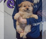 Small #4 Chow Chow Mix