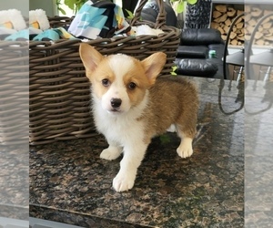 Pembroke Welsh Corgi Puppy for sale in FRANKLIN, IN, USA