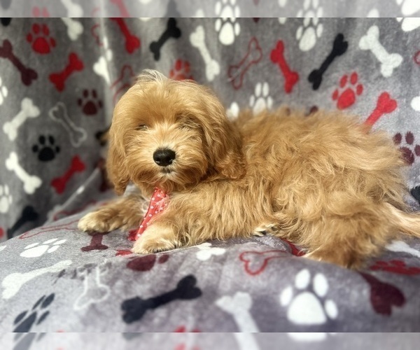 Medium Photo #2 ShihPoo Puppy For Sale in LAKELAND, FL, USA