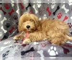 Small #1 ShihPoo