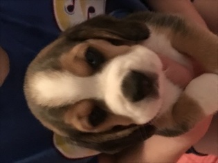 Mother of the Beagle puppies born on 06/19/2018