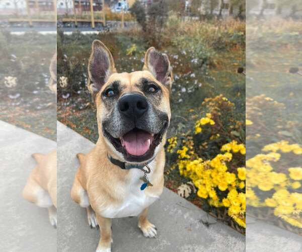 Medium Photo #1 German Shepherd Dog-Unknown Mix Puppy For Sale in Sandy, UT, USA