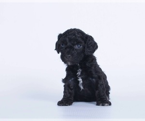 Maltipoo Puppy for sale in TACOMA, WA, USA