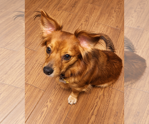Rusty - OC - Male Dachshund-Unknown Mix Dog for Adoption - Photo #2