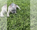 Puppy 1 French Bulldog
