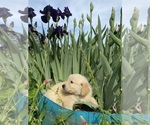 Small #11 English Cream Golden Retriever