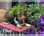 Small #1 Basset Hound