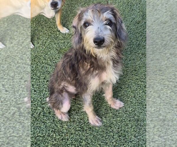 Medium Photo #1 Mutt Puppy For Sale in Carrollton, TX, USA