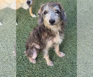 Mutt Dogs for adoption in Carrollton, TX, USA
