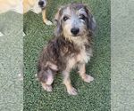 Misty - Female Mutt Dog for Adoption - Small photo