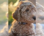 Small Photo #12 Goldendoodle Puppy For Sale in PENDLETON, SC, USA