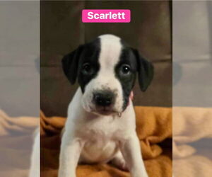 Mutt Dogs for adoption in Springdale, PA, USA